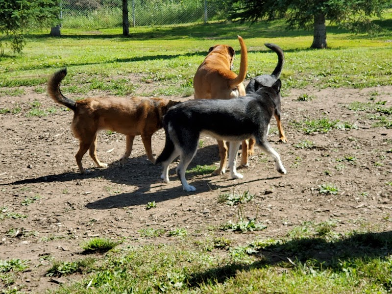Strathclair Dog Park dog park in Sault Ste. Marie, Ontario