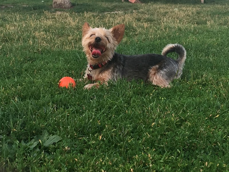 Bowmanville Off Leash Dog Park dog park in Courtice, Ontario