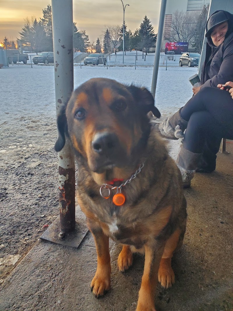 Port Arthur Dog Park dog park in Thunder Bay, Ontario