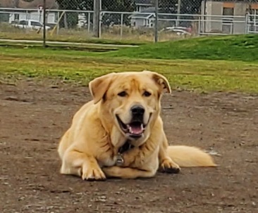 Port Arthur Dog Park dog park in Thunder Bay, Ontario