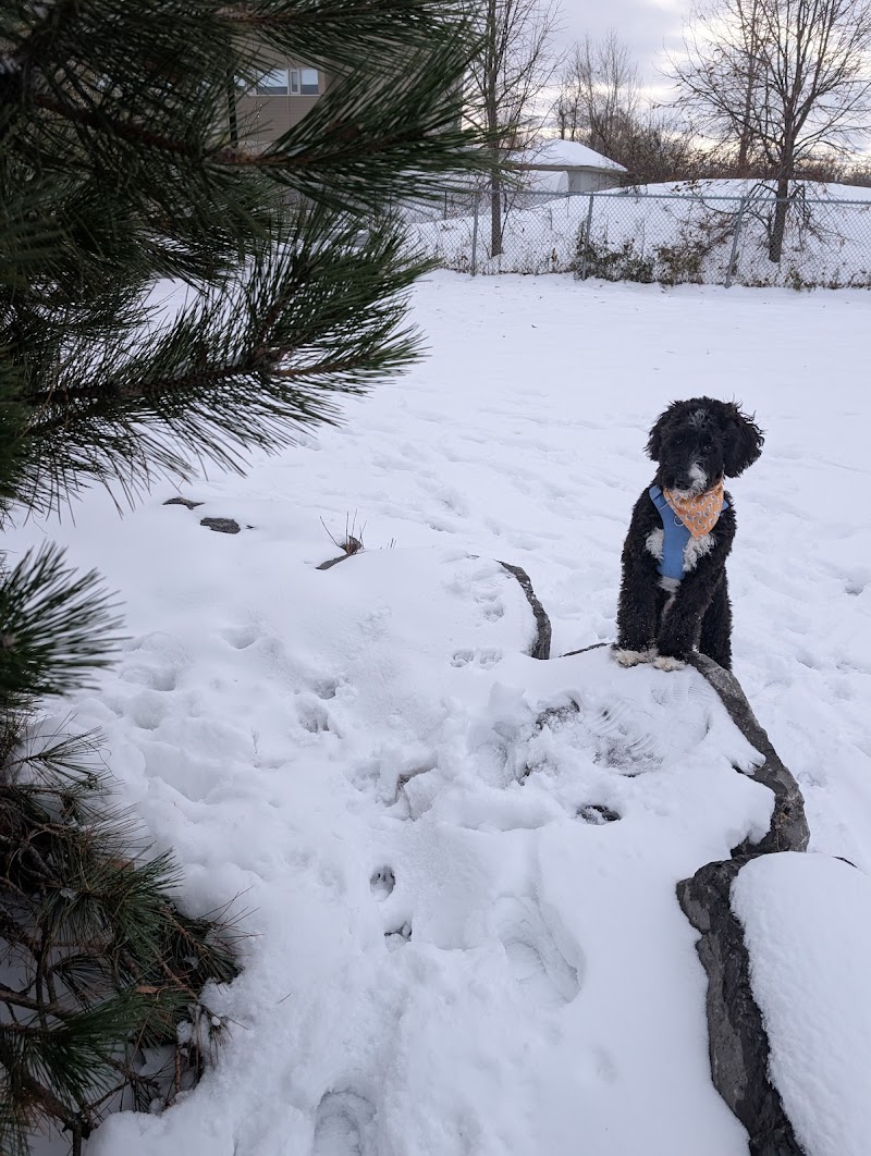 Dog park dog park in Terrebonne, Quebec