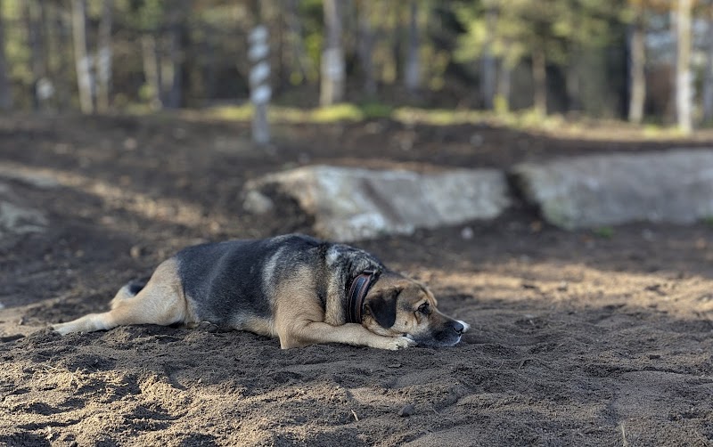 Parc à chiens Mont-Tremblant K9 park dog park in Mont-Tremblant, Quebec