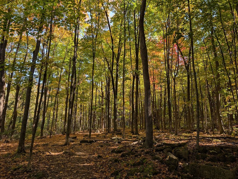 Dog Park dog park in Kirkland, Quebec
