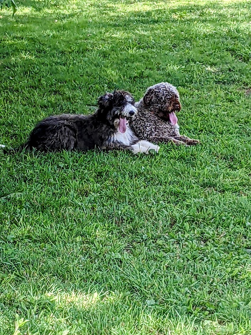 Parc canin de Bromont dog park in Bromont, Quebec