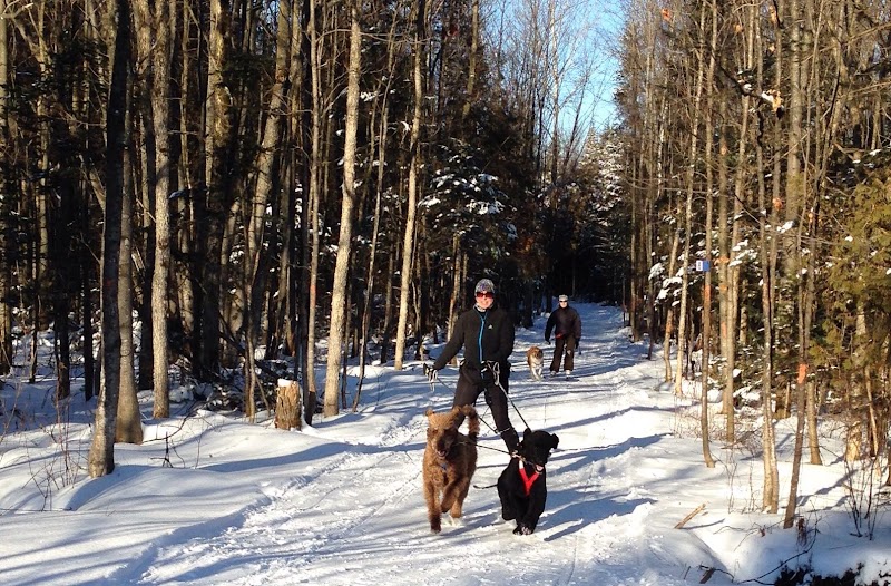 Plein-Air Canin (Private dog park - entrance fee) dog park in Levis, Quebec
