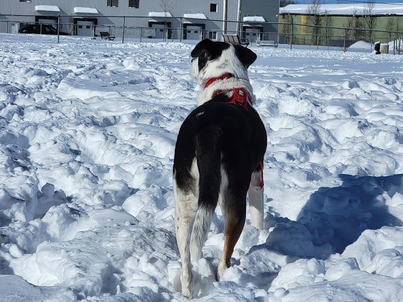 Parc canin dog park in Victoriaville, Quebec