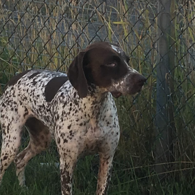 Parc canin Dave-Ross dog park in Victoriaville, Quebec