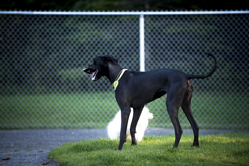 Parc canin Dave-Ross dog park in Victoriaville, Quebec