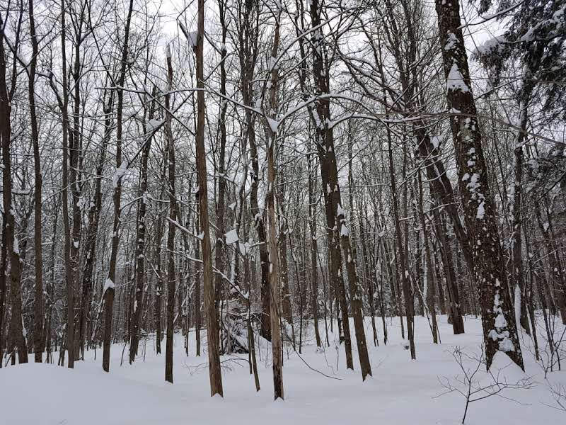 Terre-des-Jeunes Park dog park in Victoriaville, Quebec
