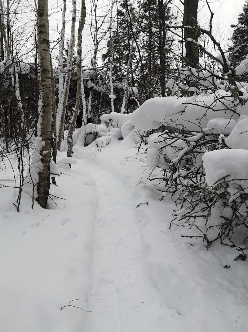 Dog Park dog park in Chicoutimi, Quebec