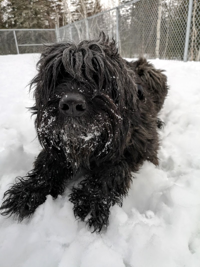 Dog Park dog park in Chicoutimi, Quebec