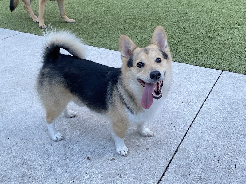 Breadalbane Park dog park in Toronto, Ontario