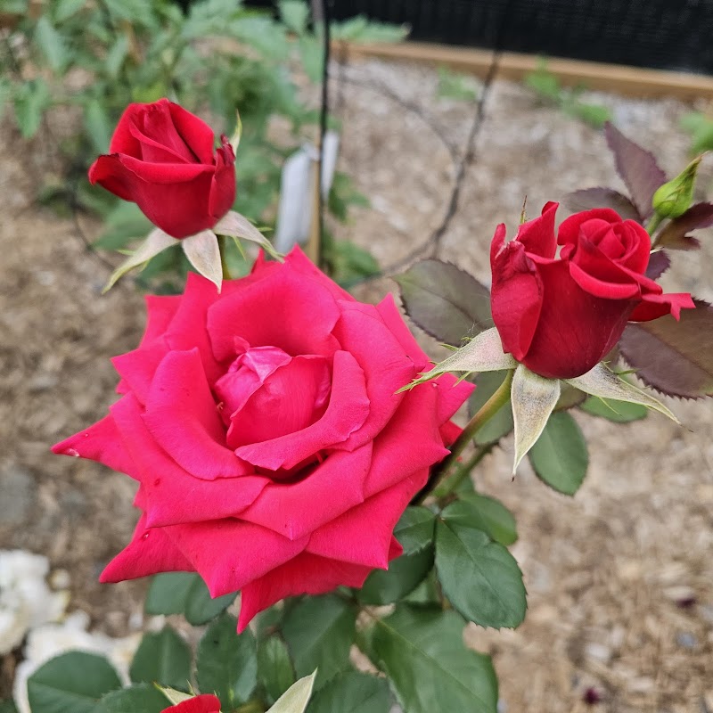 Sainte-Marthe-sur-le-Lac Dog Park dog park in Sainte-Marthe-sur-le-Lac, Quebec