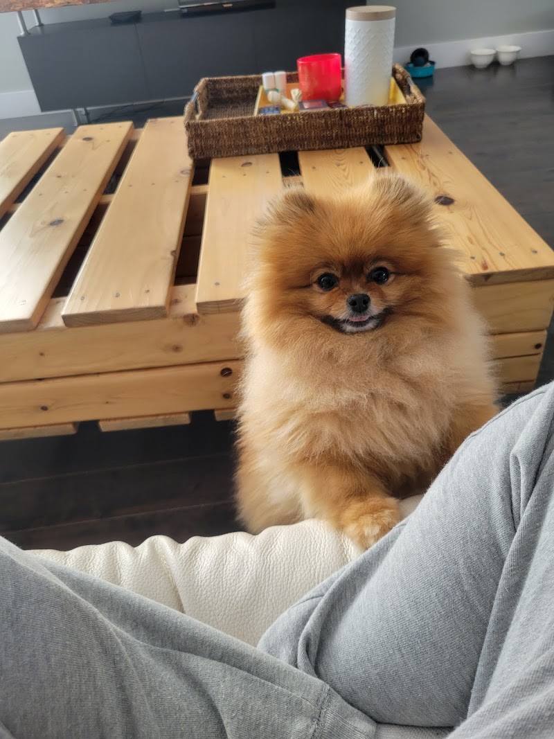 Livora Laval (Woouf) dog park in Laval, Quebec