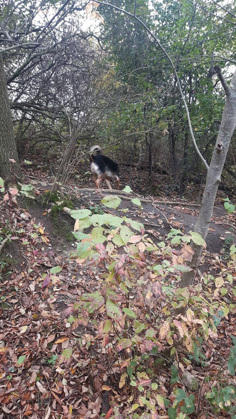 Sunnidale Dog Off-Leash Recreation Area dog park in Barrie, Ontario