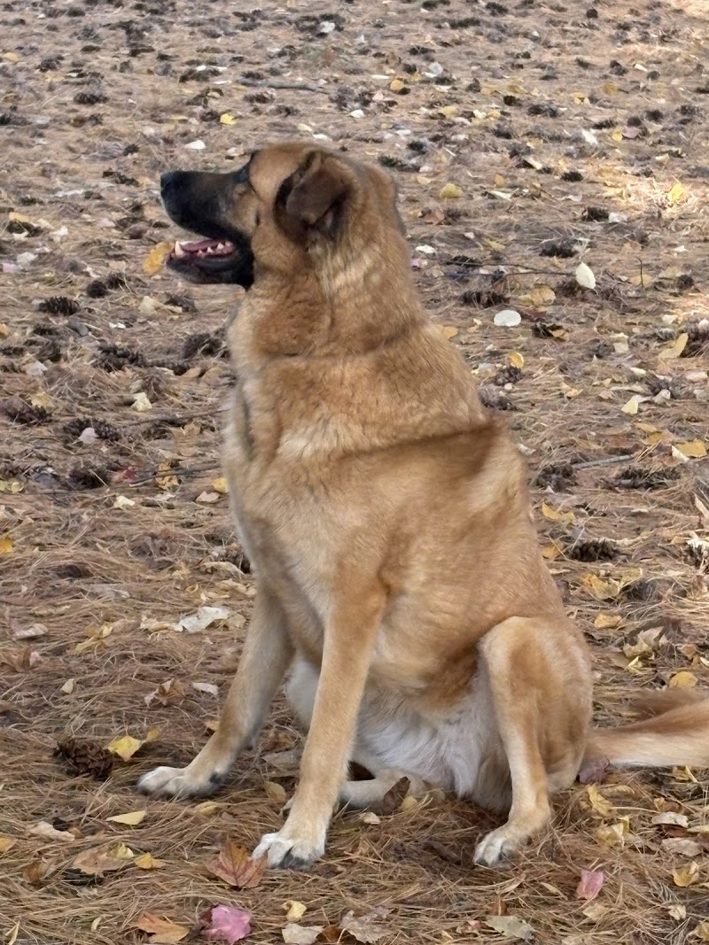 Glen Eton Dog Park dog park in Angus, Ontario