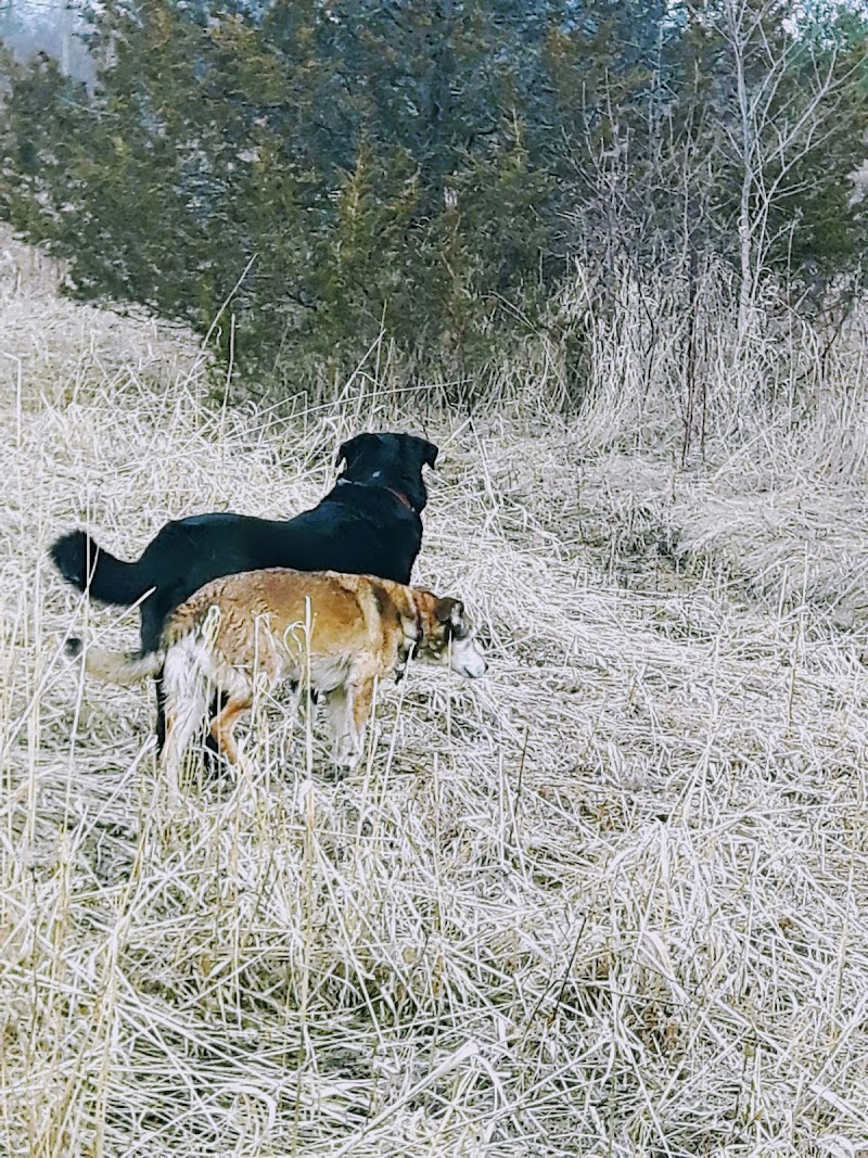 Clearview EcoBark Dog Park dog park in Stayner, Ontario