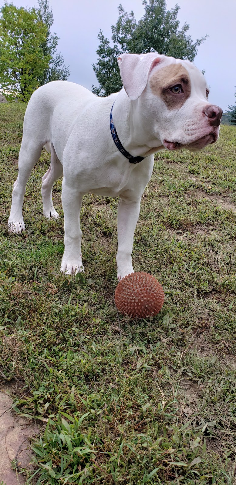 Orillia Off-Leash Dog Park dog park in Orillia, Ontario