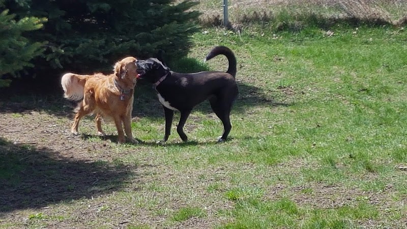 Orillia Off-Leash Dog Park dog park in Orillia, Ontario