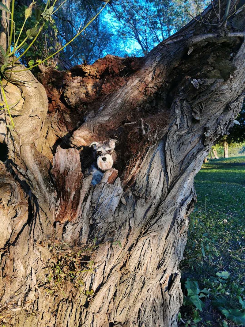 Pawplar Community Garden dog park in Collingwood, Ontario