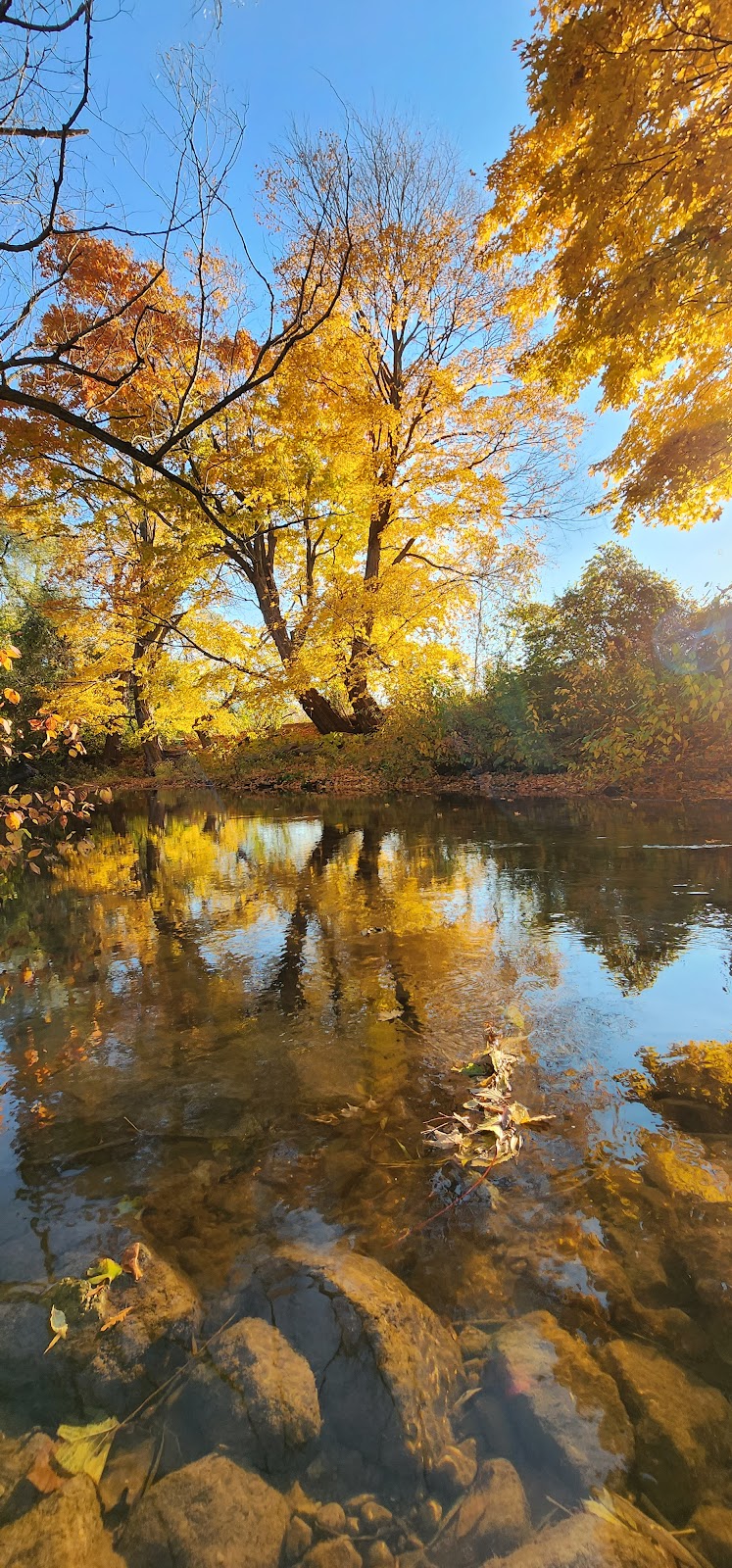 Pawplar Community Garden dog park in Collingwood, Ontario