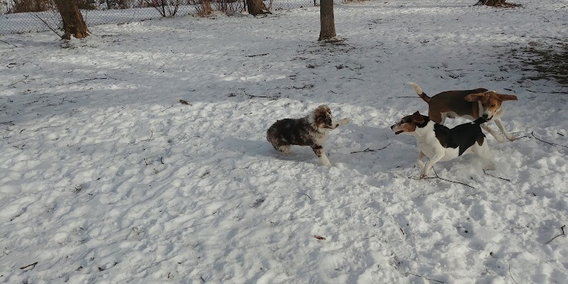 Pawplar Community Garden dog park in Collingwood, Ontario
