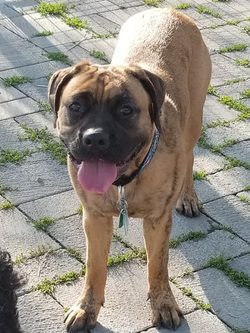 Confederation Dog Park dog park in Toronto, Ontario