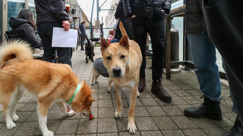Mutts in the 6ix dog park in Toronto, Ontario