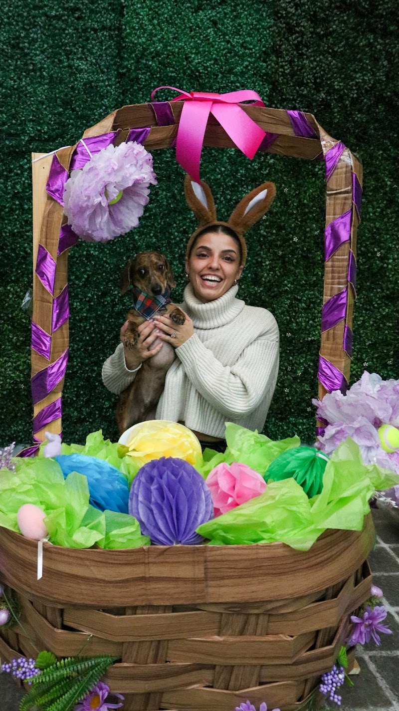 Mutts in the 6ix dog park in Toronto, Ontario