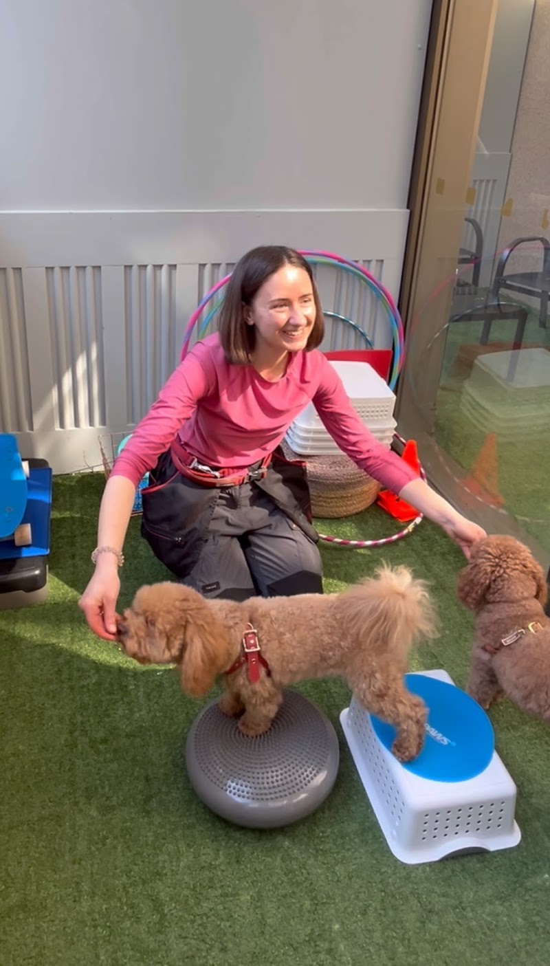 Mutts in the 6ix dog park in Toronto, Ontario