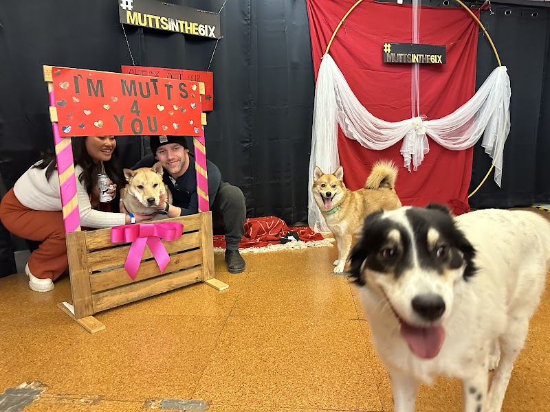 Mutts in the 6ix dog park in Toronto, Ontario