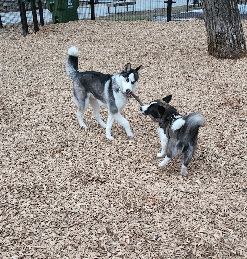 Grange Park Dog Off Leash Area dog park in Toronto, Ontario