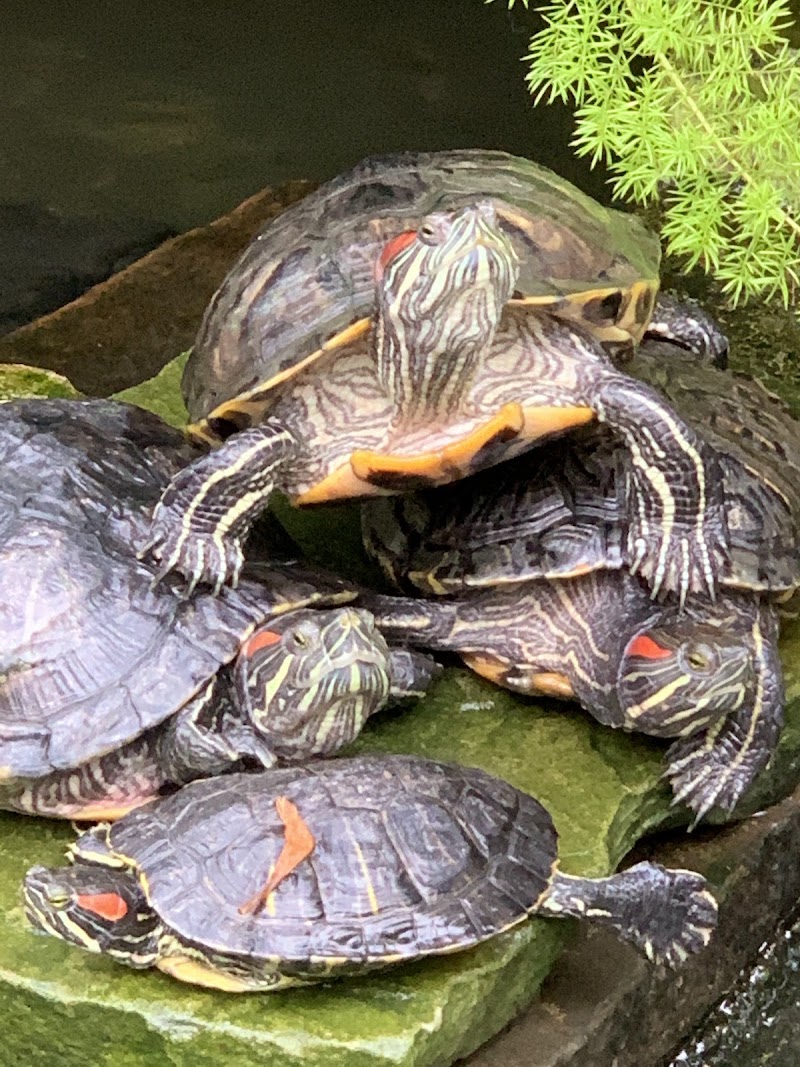 Allan Gardens dog park in Toronto, Ontario