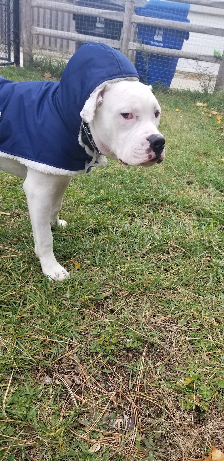 Woolner Dog Park dog park in Toronto, Ontario