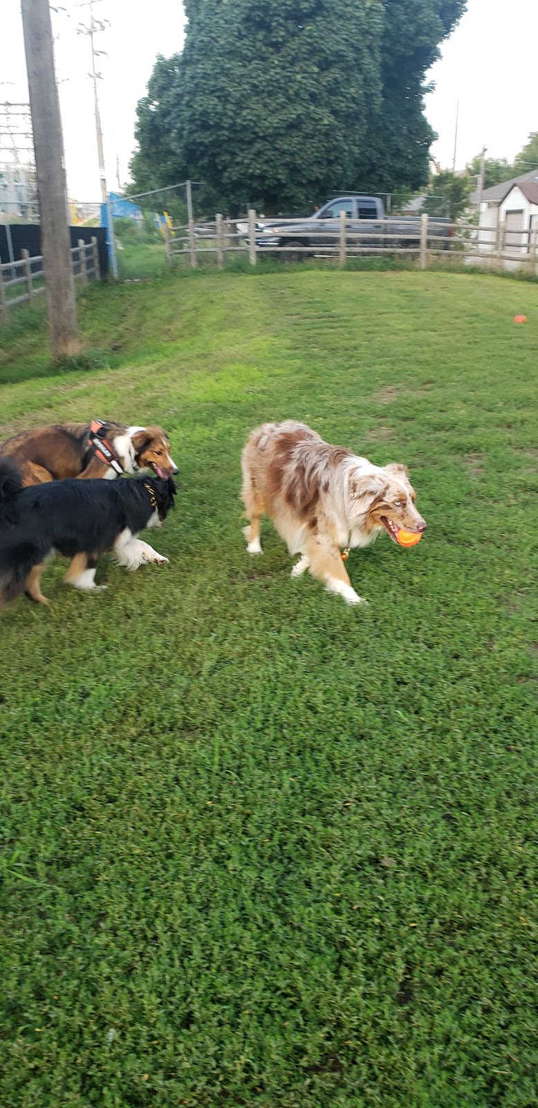 Woolner Dog Park dog park in Toronto, Ontario