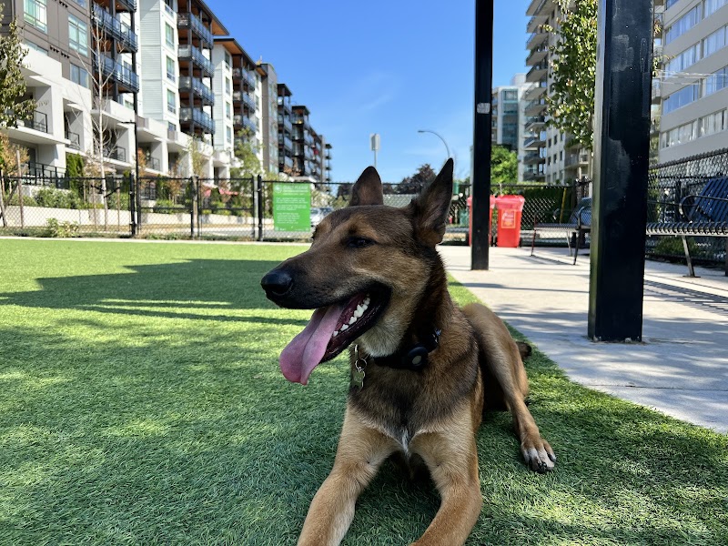 Lonsdale Off Leash Dog Plaza dog park in North Vancouver, British Columbia