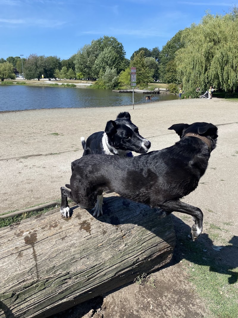 Trout Lake Off-Leash Area dog park in Vancouver, British Columbia