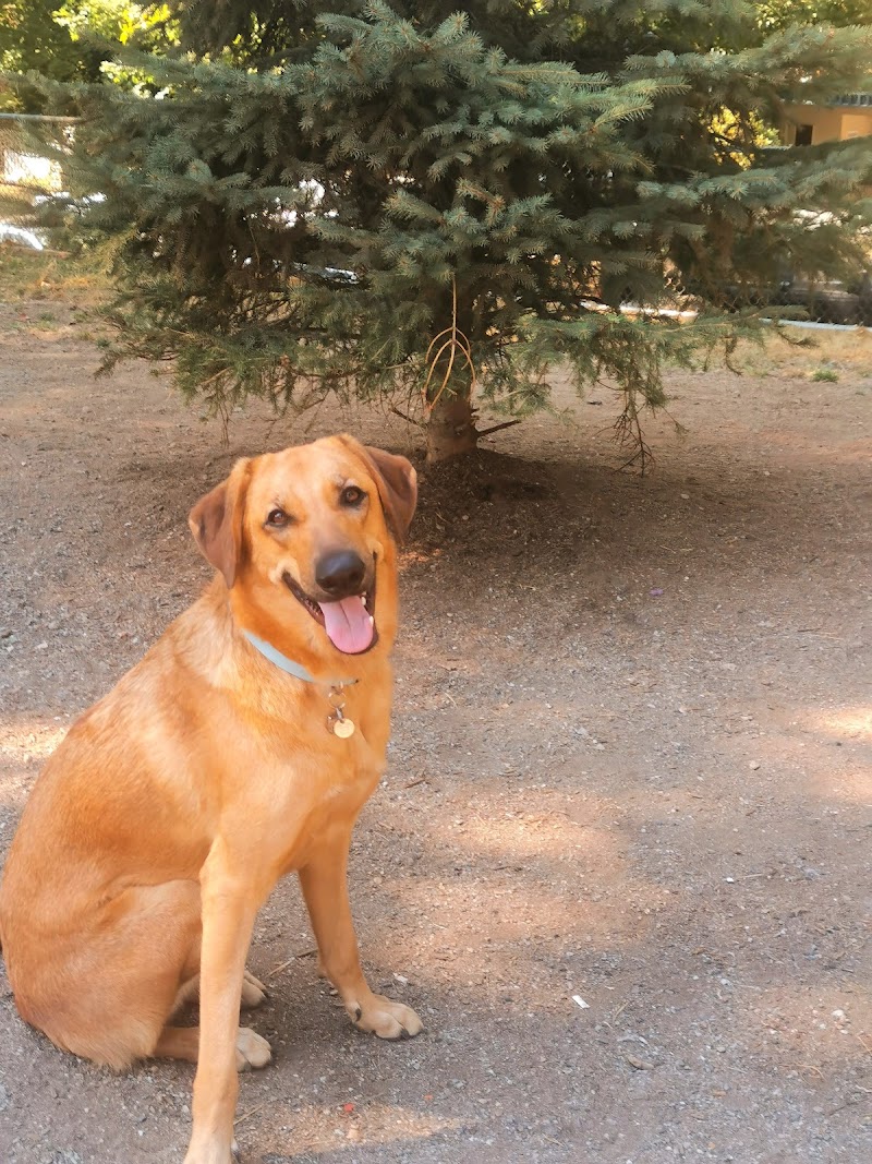 Pandora Park Dog Off-Leash Area dog park in Vancouver, British Columbia