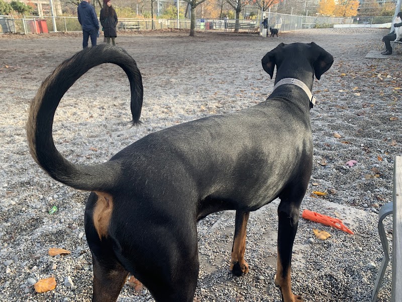 Olympic Village Off-Leash Dog Park dog park in Vancouver, British Columbia