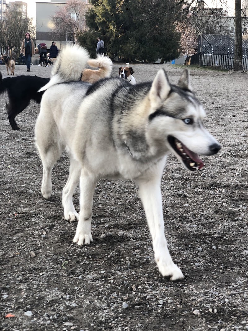 Nelson Park Dog Park dog park in Vancouver, British Columbia