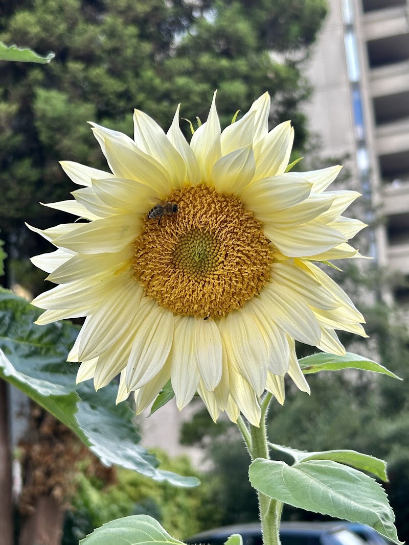 Nelson Park Dog Park dog park in Vancouver, British Columbia