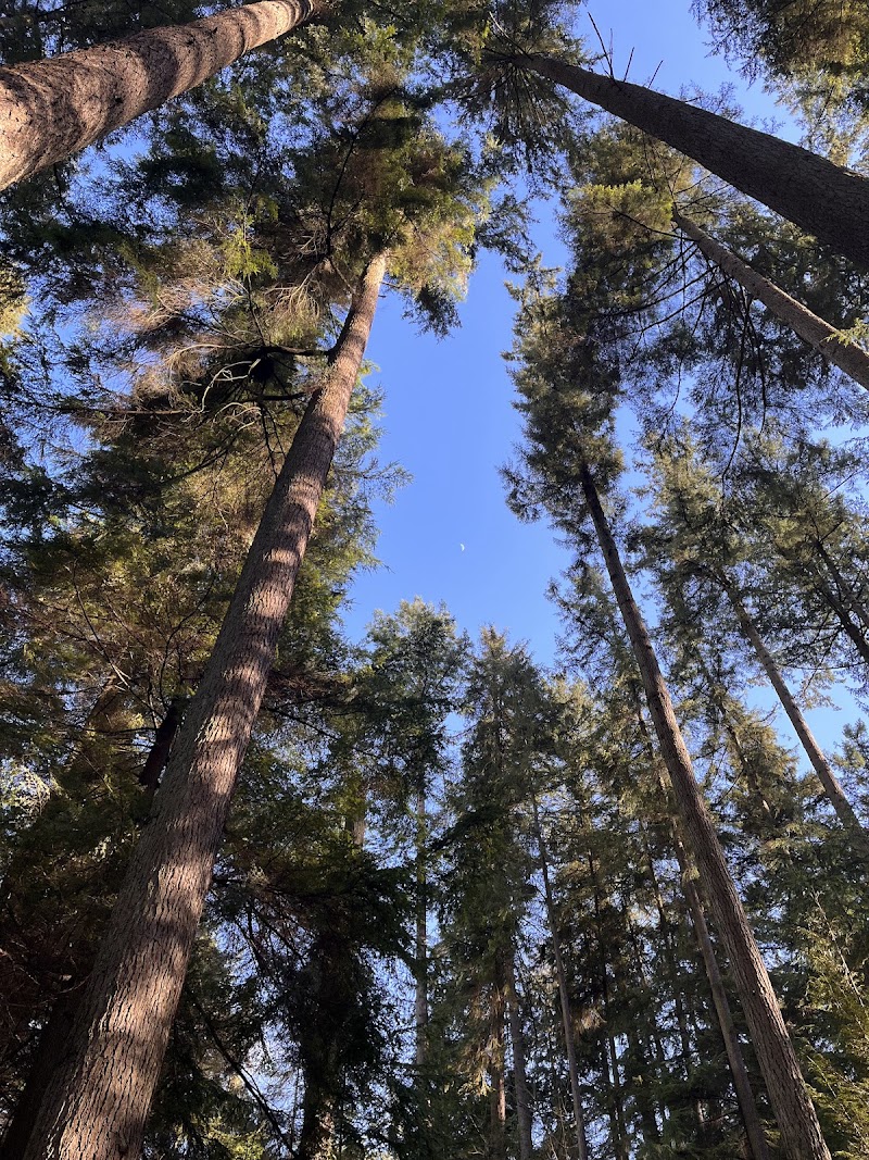 Stanley Park Dog Park dog park in Vancouver, British Columbia