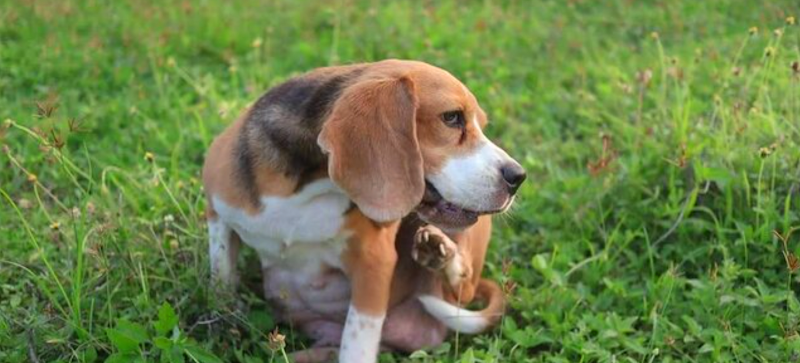 Renfrew Ravine Dog Park dog park in Vancouver, British Columbia