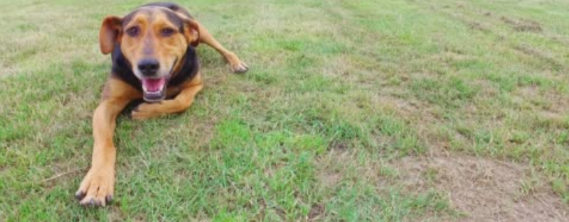 Renfrew Ravine Dog Park dog park in Vancouver, British Columbia