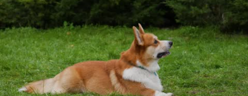 Renfrew Ravine Dog Park dog park in Vancouver, British Columbia