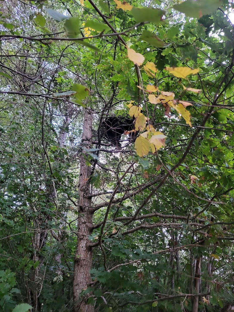 Dog Park dog park in Squamish, British Columbia