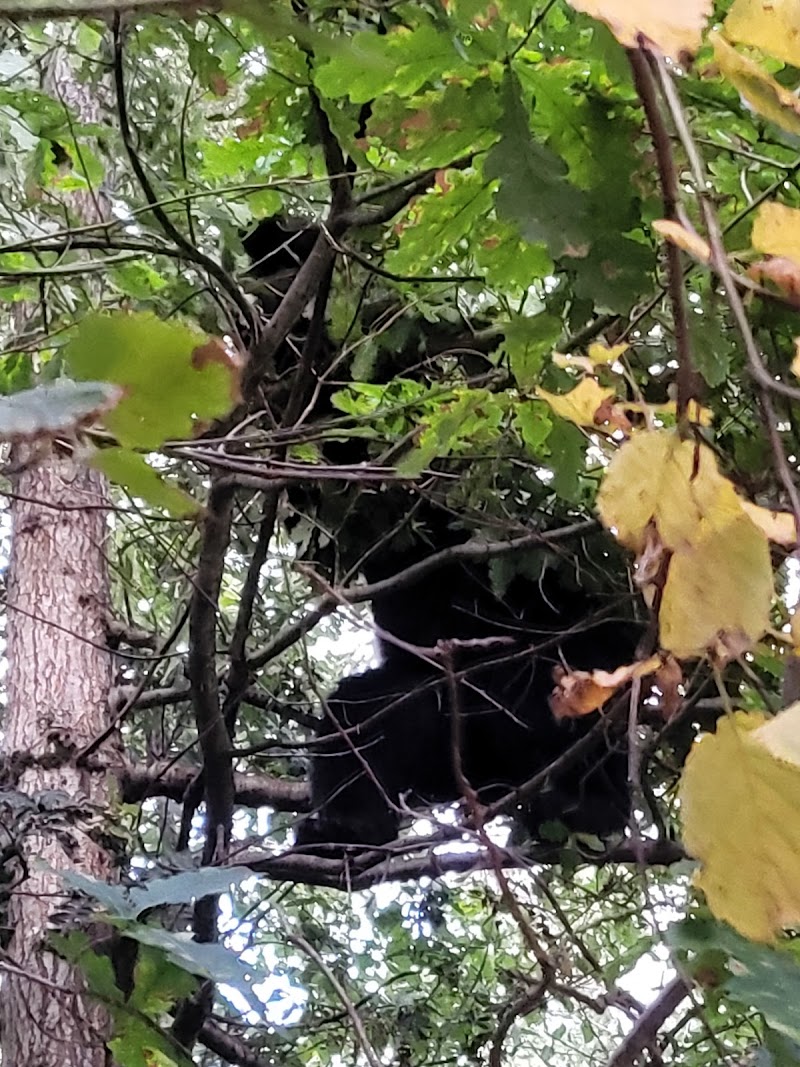 Dog Park dog park in Squamish, British Columbia