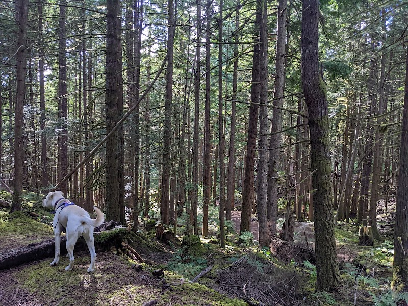 Merrill Park Off-Leash Dog Area dog park in Squamish, British Columbia