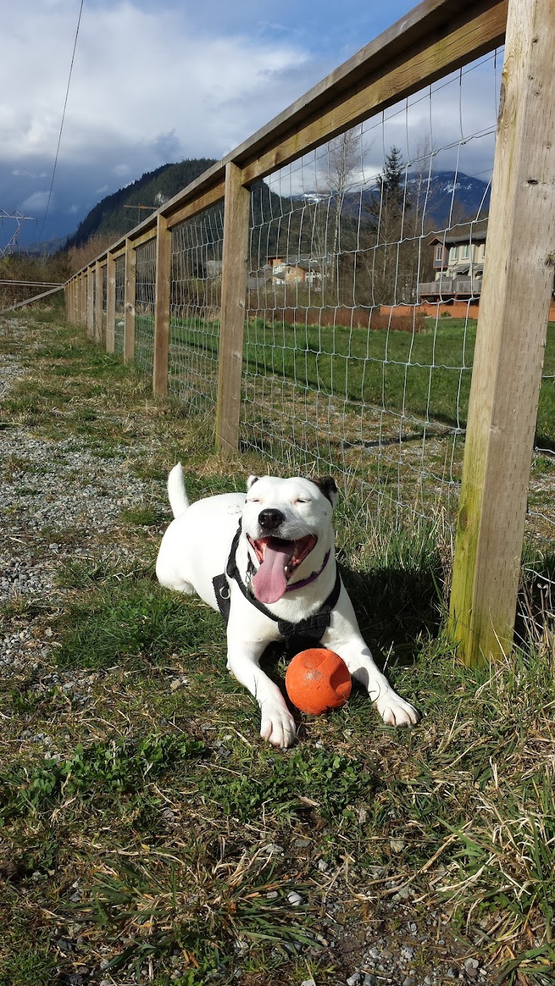 Dog park dog park in Squamish, British Columbia