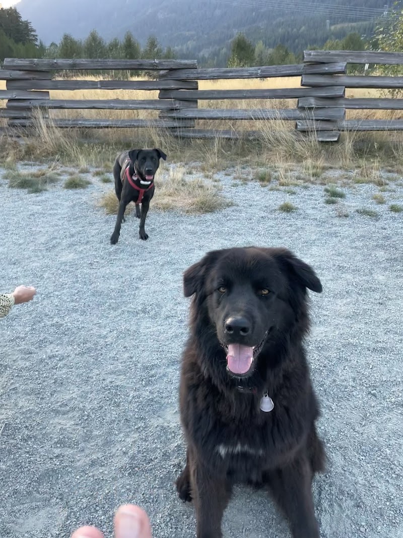 Bayly Park Dog Off-Leash Area dog park in Whistler, British Columbia